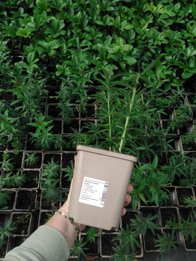 Tädykearvio Album - 2024