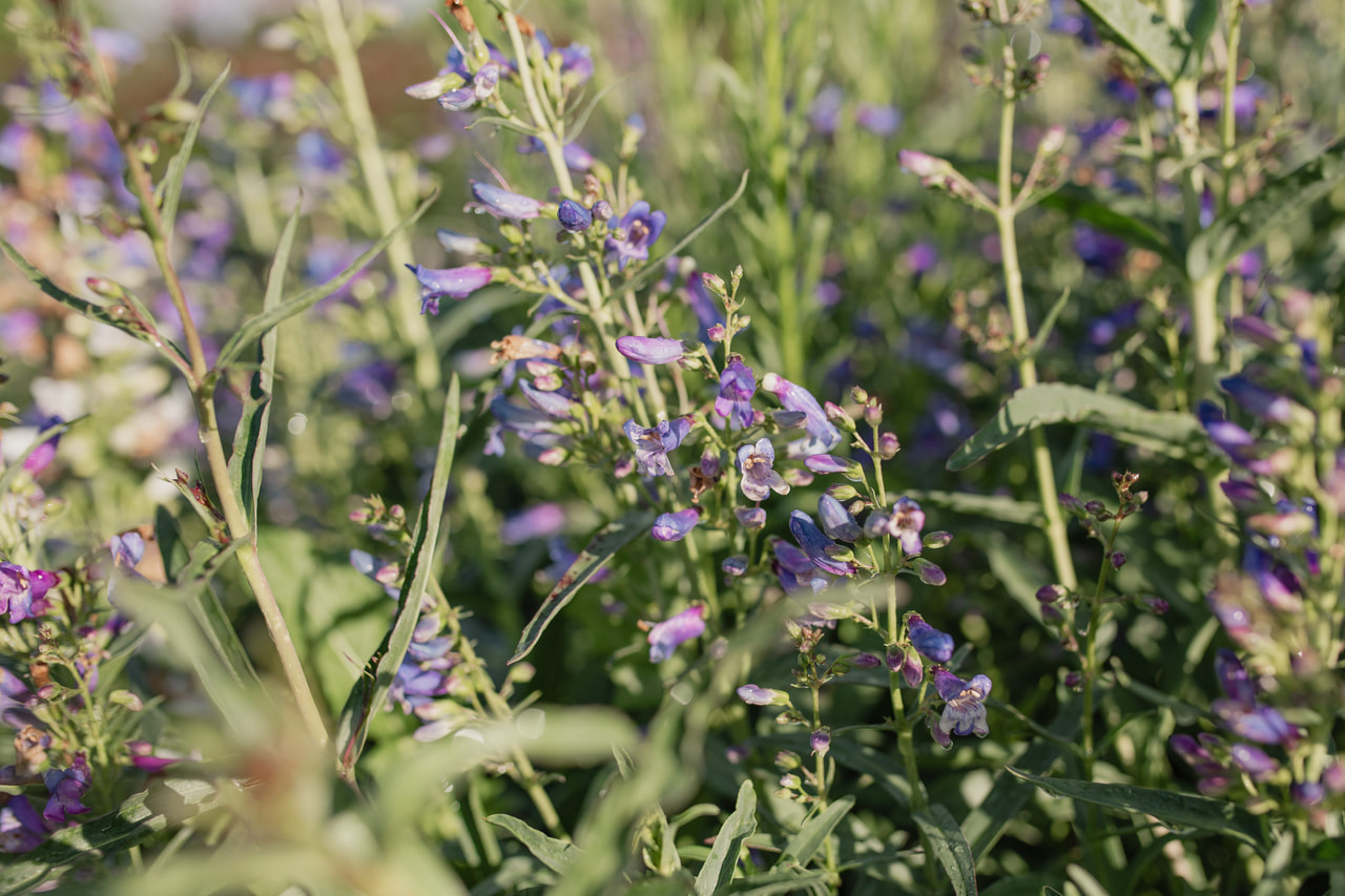 Partapipo Twizzle Blue, Loukykvět