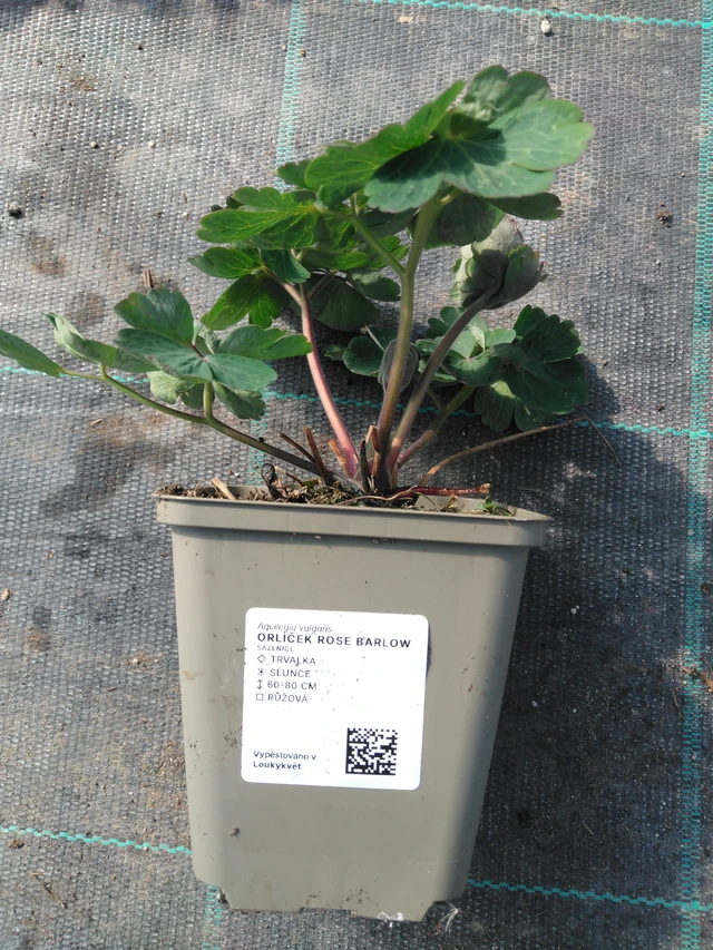 Lehtoakileija Rose Barlow - 3. 4. 2025