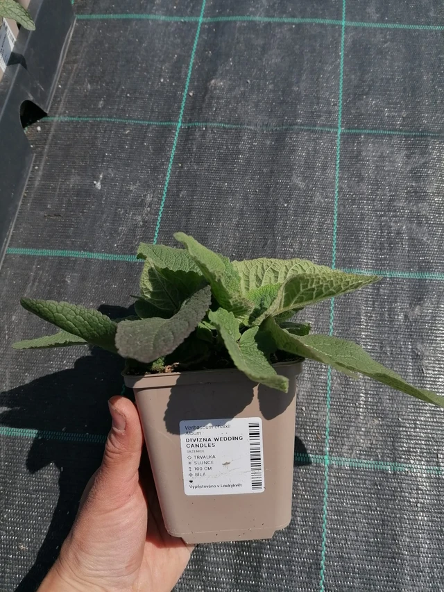 Verbascum Wedding Candles - 2024