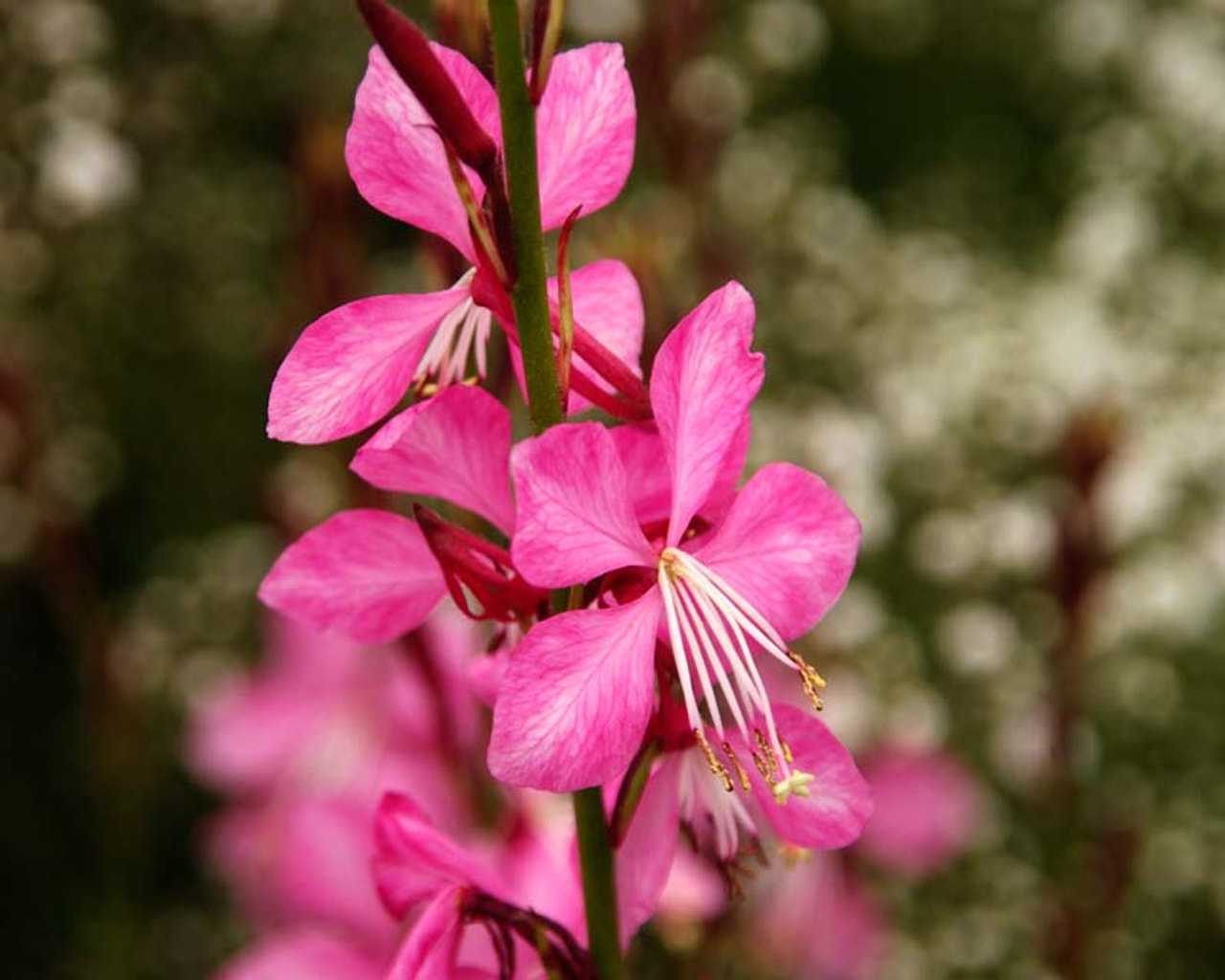 Svíčkovec Geyser® Pink, Loukykvět