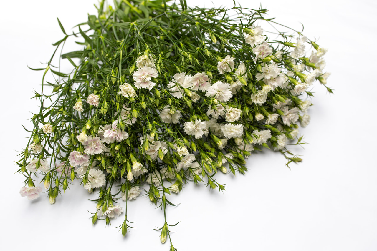 Clavel Dynasty White Blush, Loukykvět