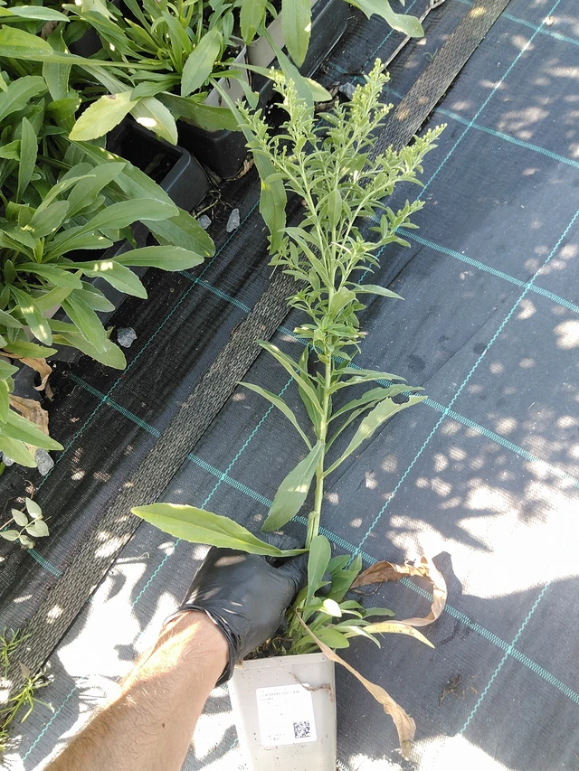 Piisku Golden Glory - 19. 8. 2025