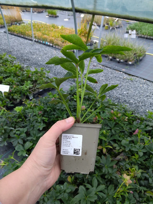 Jouluruusu Pretty Ellen Red - 10. 10. 2025