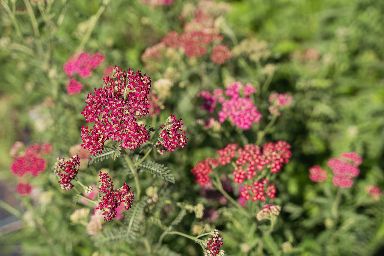 Siankärsämö Cassis, Loukykvět