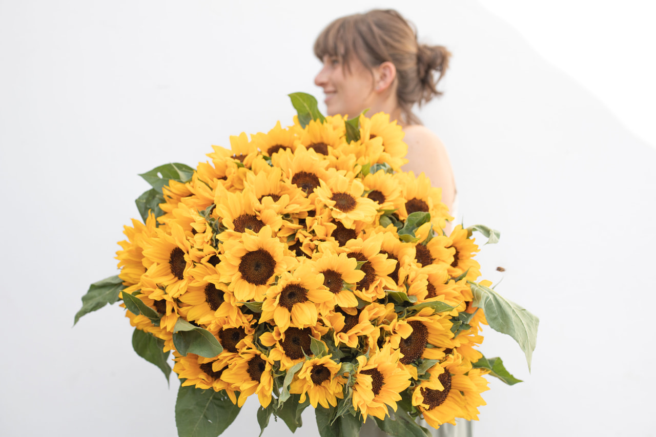 Zonnebloem Premier Up Orange, Loukykvět