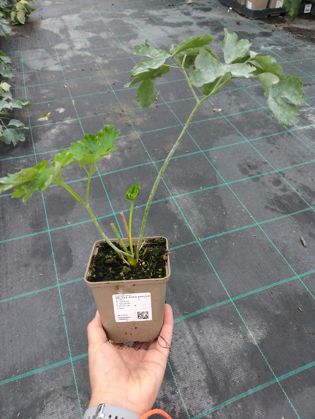 Lehtoakileija Nora Barlow - 10. 9. 2025