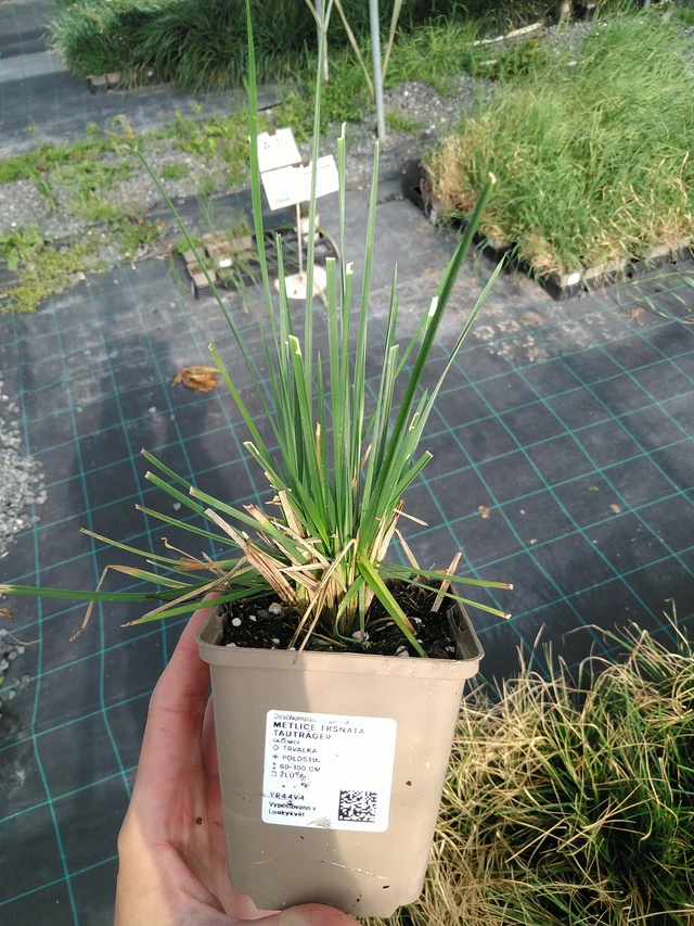 Metlice trsnatá Tauträger - 24. 6. 2025