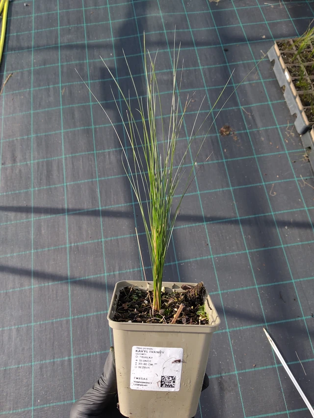 Stipa pennata - 12. 9. 2025