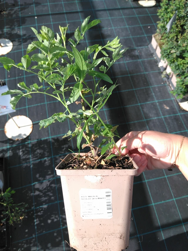 Rosa Magical Delight (Kolmade) - 11. 7. 2025