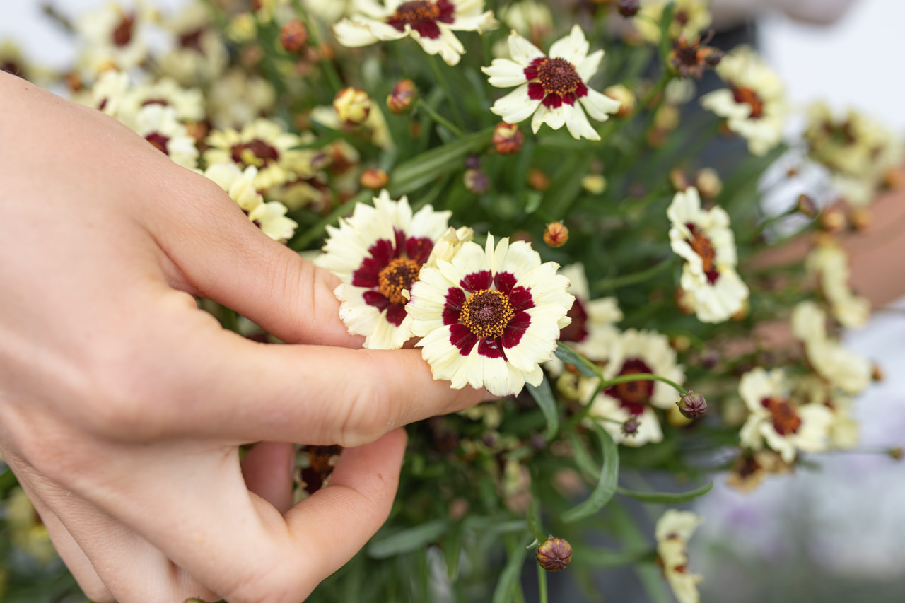 Coreopsis Corusco Cream Red, Loukykvět