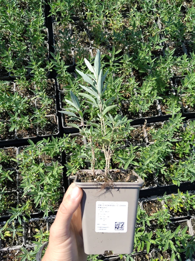 Caryopteris Dark Knight - 12. 8. 2026