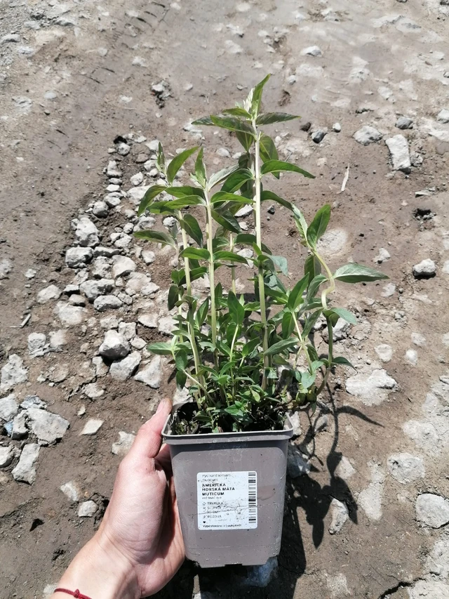 Vuoriminttu Muticum - 2024