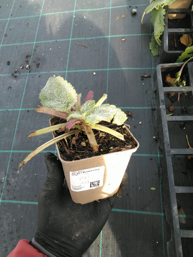 Salvia sclarea - 31. 10. 2025