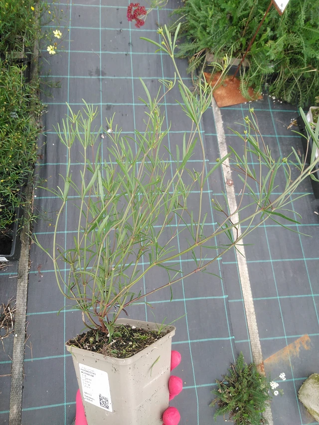 Coreopsis Moonbeam - 29. 7. 2025