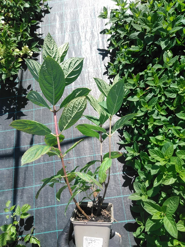 Syyshortensia Pink Diamond - 19. 8. 2025