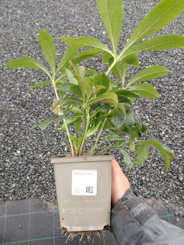 Čemeřice mix barev - 10. 9. 2025