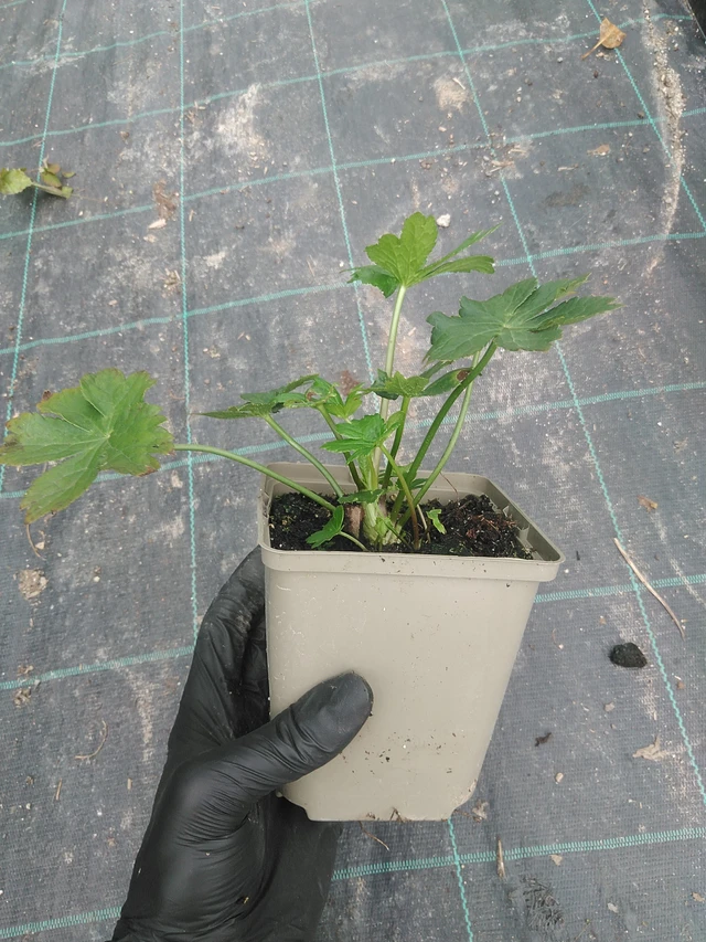 Tähtiputki - 31. 7. 2025