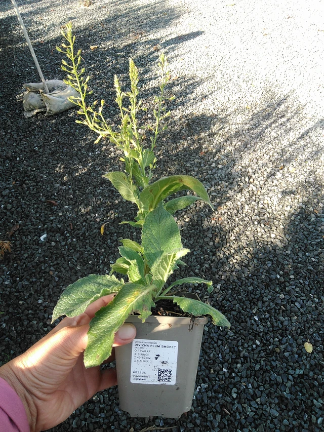 Gordolobo Plum Smokey - 11. 9. 2025