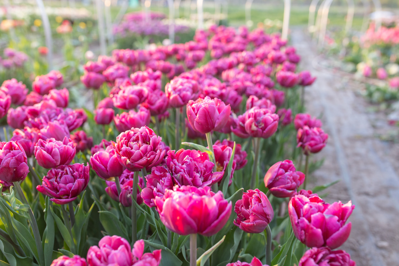 Tulppaani Margarita, Loukykvět