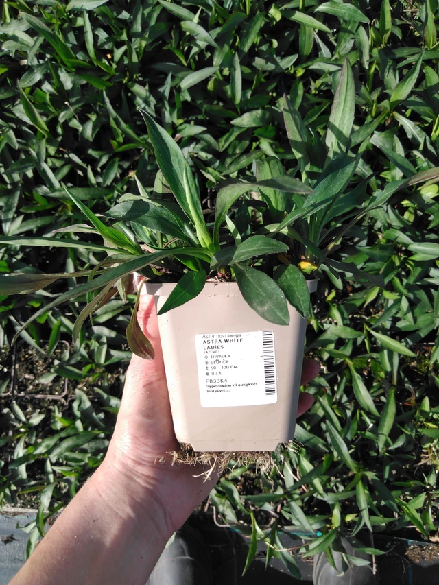 Syysasteri White Ladies - 2024