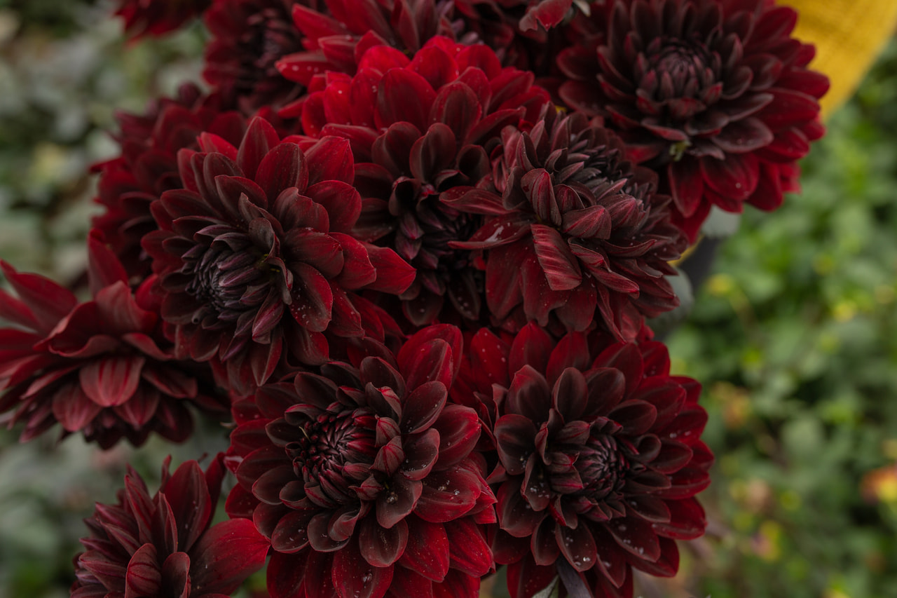 Daalia Karma Choc, Loukykvět