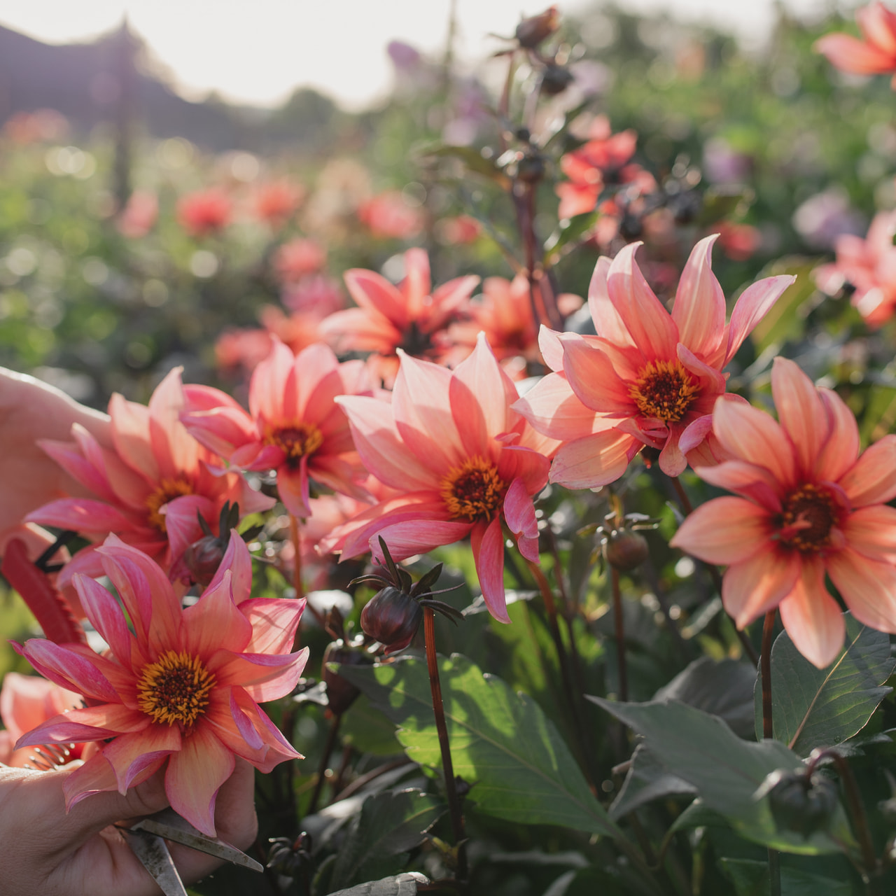 Daalia Waltzing Mathilda, Loukykvět