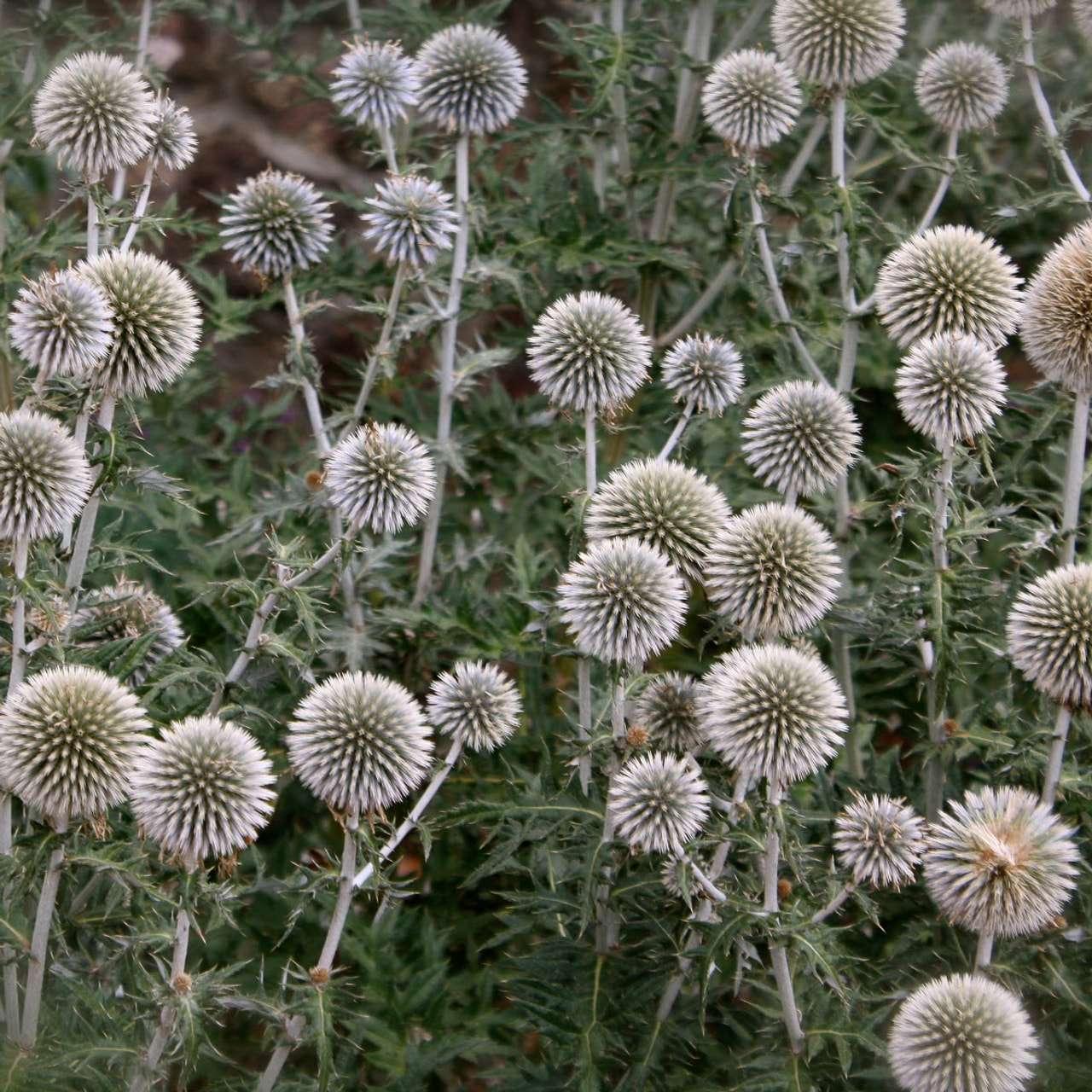 Pallo-ohdake Arctic Glow, Loukykvět