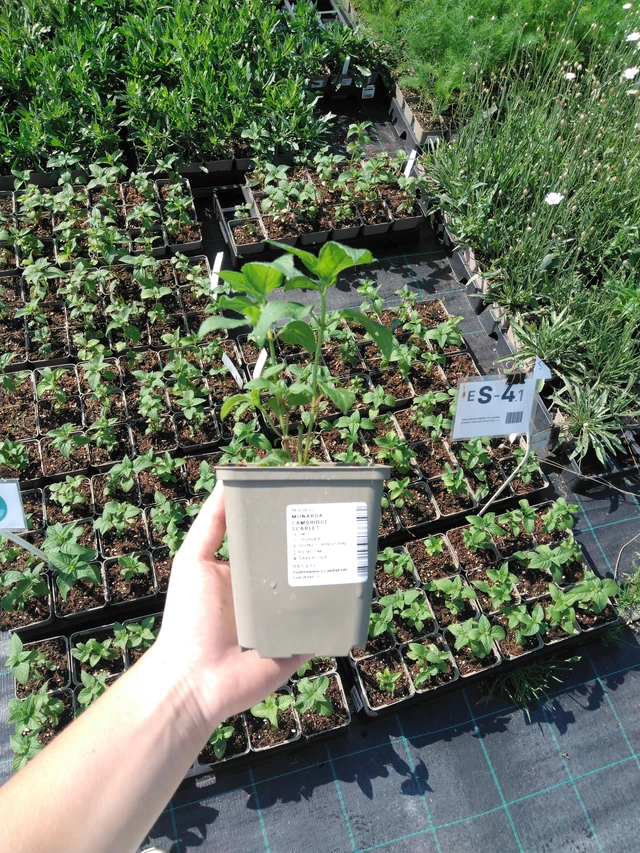 Väriminttu Cambridge Scarlet - 2024