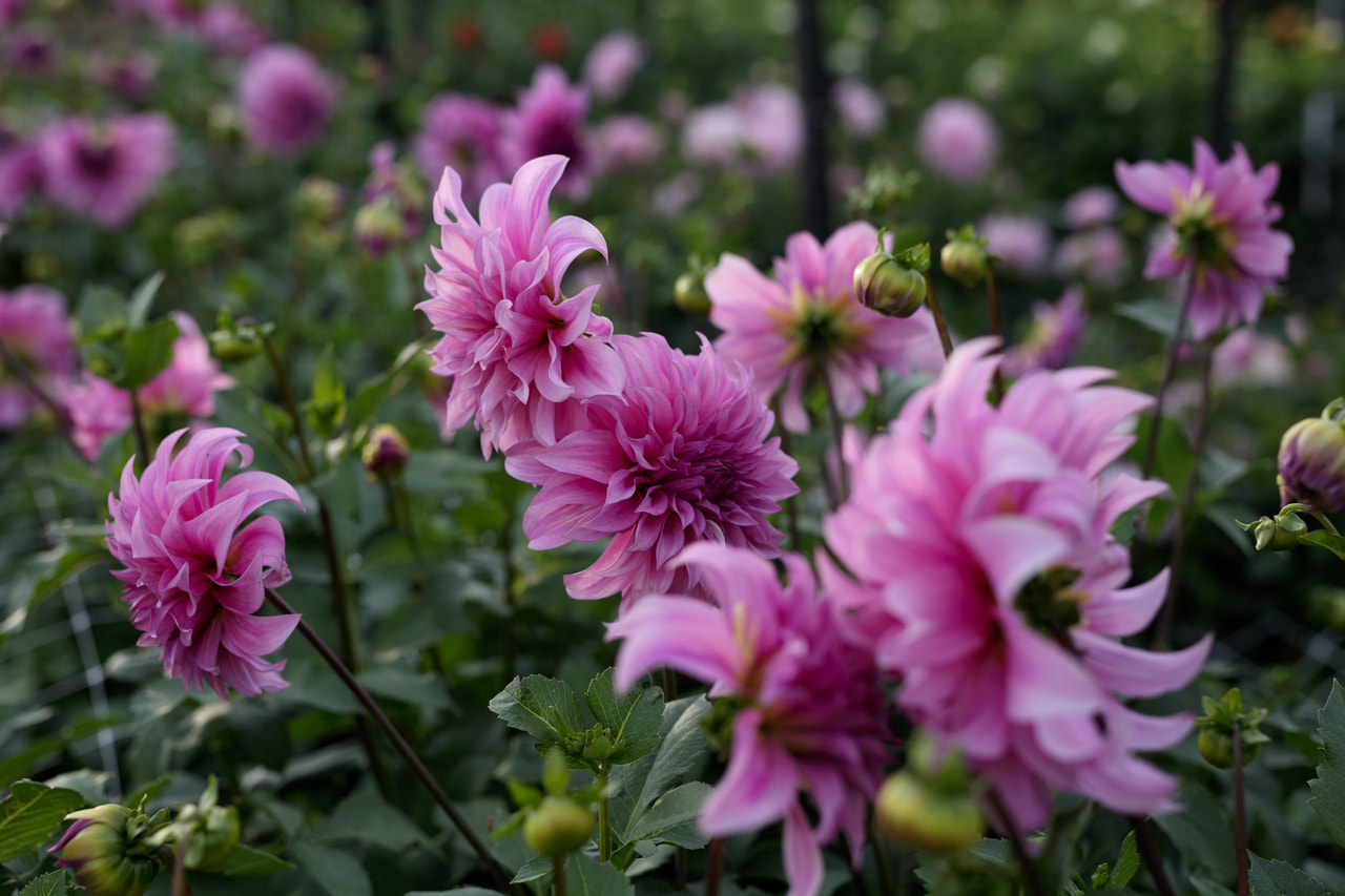 Daalia Vassio Meggos, Loukykvět