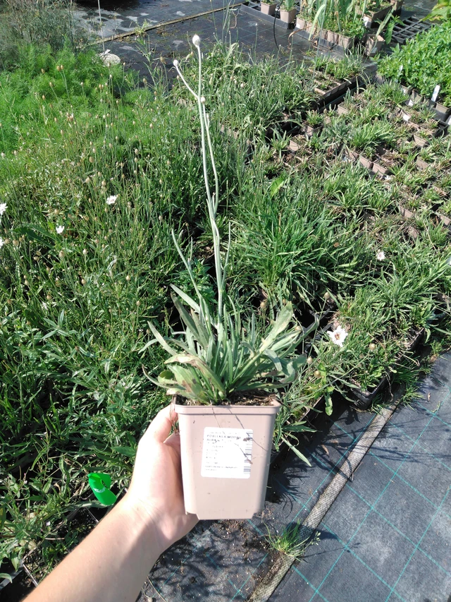 Siniharmaakello Alba - 2024