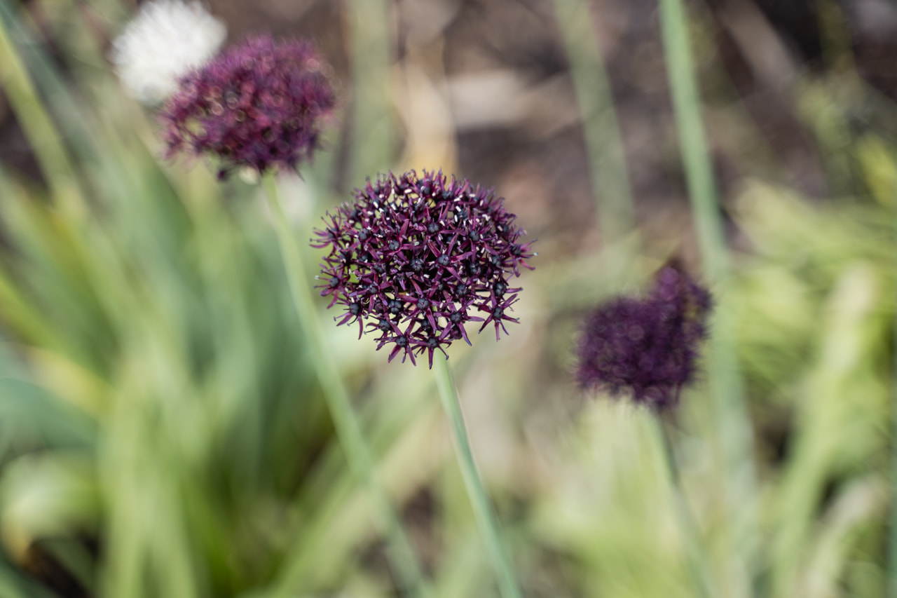 Allium atropurpureum, Loukykvět