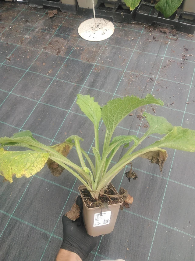 Sormustinkukka Pam’s Choice - 10. 9. 2025