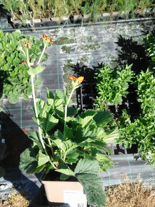 Kellukka Borisii - 19. 8. 2025