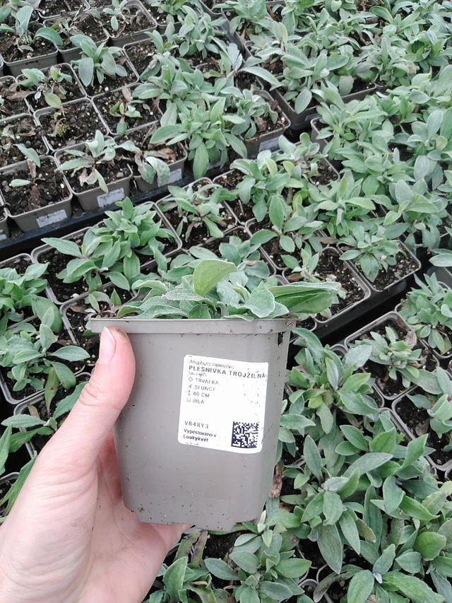 Anaphalis triplinervis - 9. 6. 2025