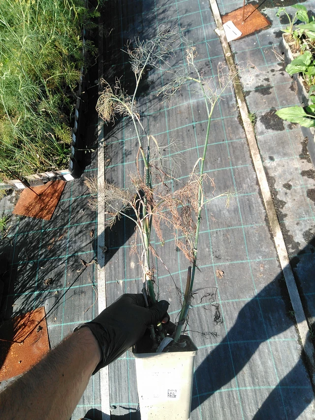 Fenkoli Bronze - 19. 8. 2025