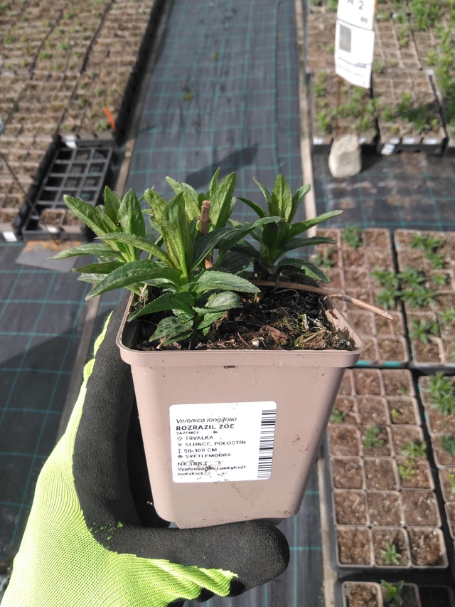 Tädyke Zöe - 8. 4. 2025