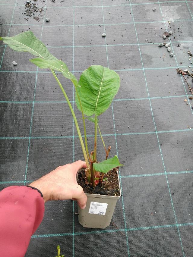 Tatar Dark Red - 28. 7. 2025