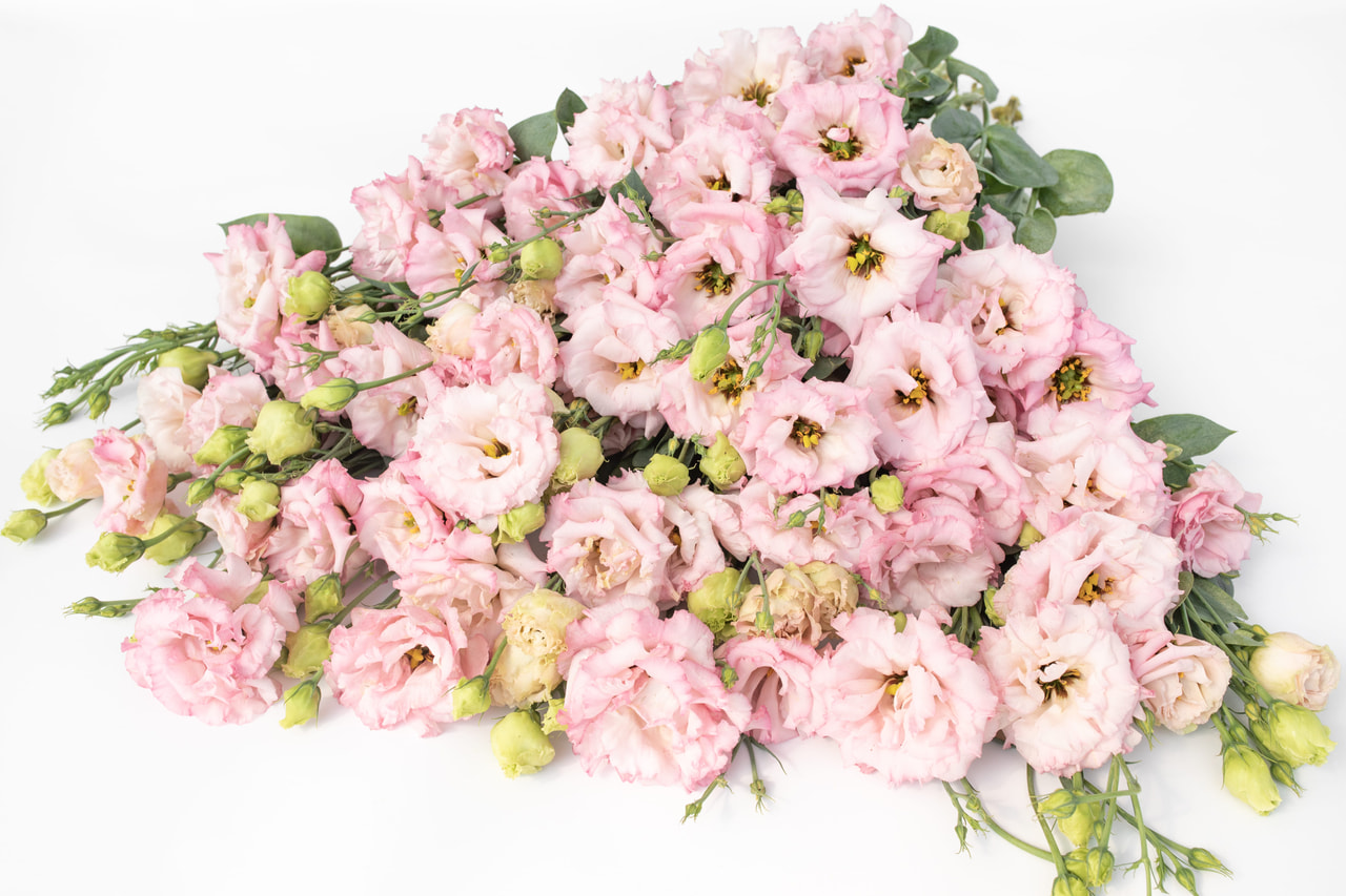 Eustoma Celeb 2 Pink, Loukykvět