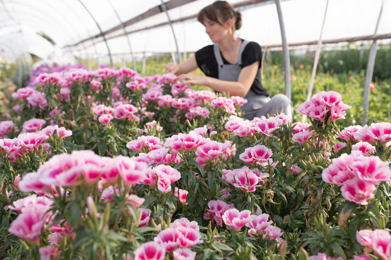 Clarkia Grace Rose Pink, Loukykvět