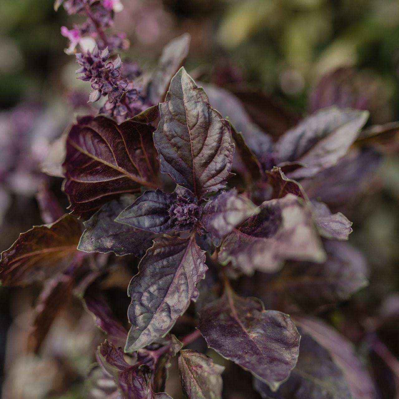 Basilicum Dark Opal, Loukykvět