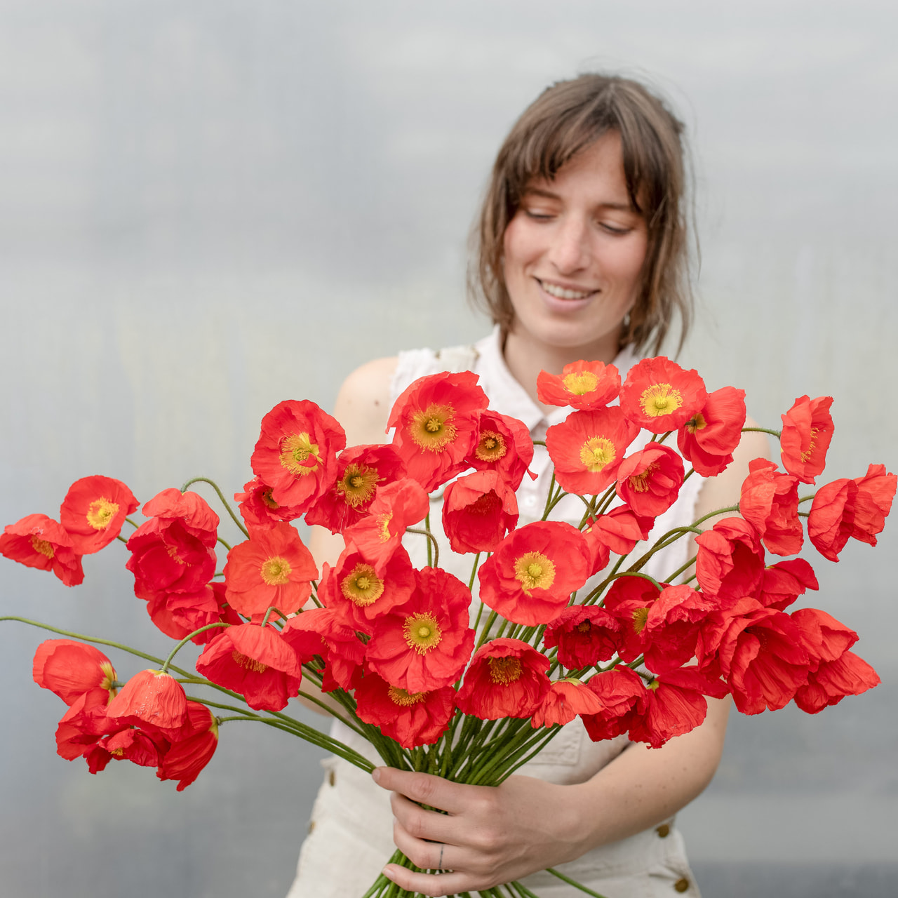 Unikko Champagne Bubbles Scarlet, Loukykvět