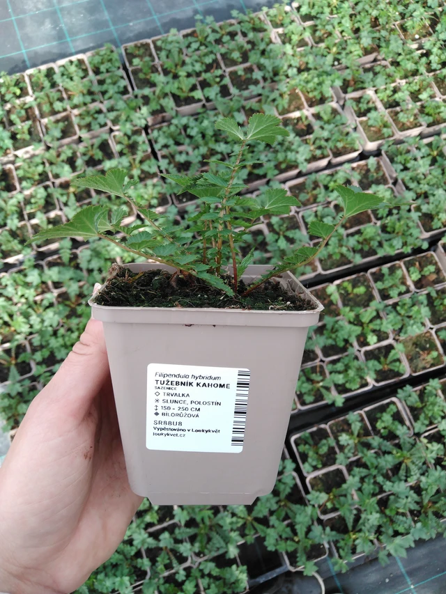 Filipendula Kahome - 2024