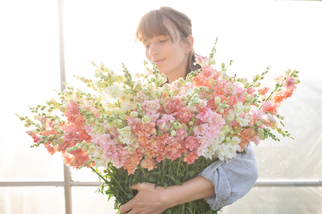 Leijonankita Madame Butterfly Pastel Mix, Loukykvět