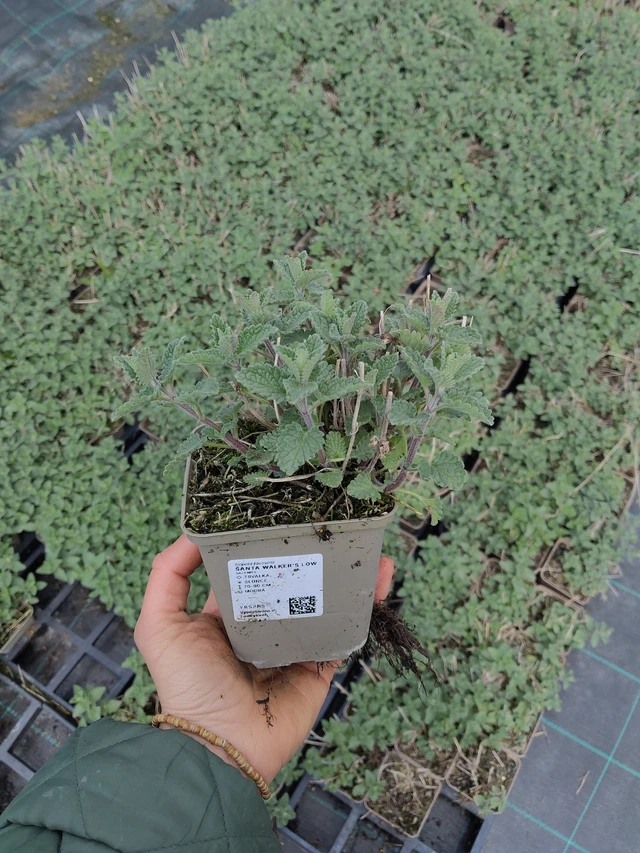 Kissanminttu Walker’s Low - 21. 4. 2026