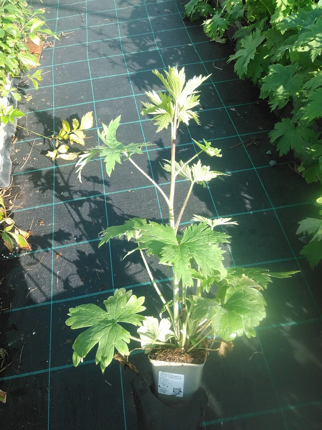 Espuela de caballero Benary’s Pacific King Arthur - 13. 10. 2025