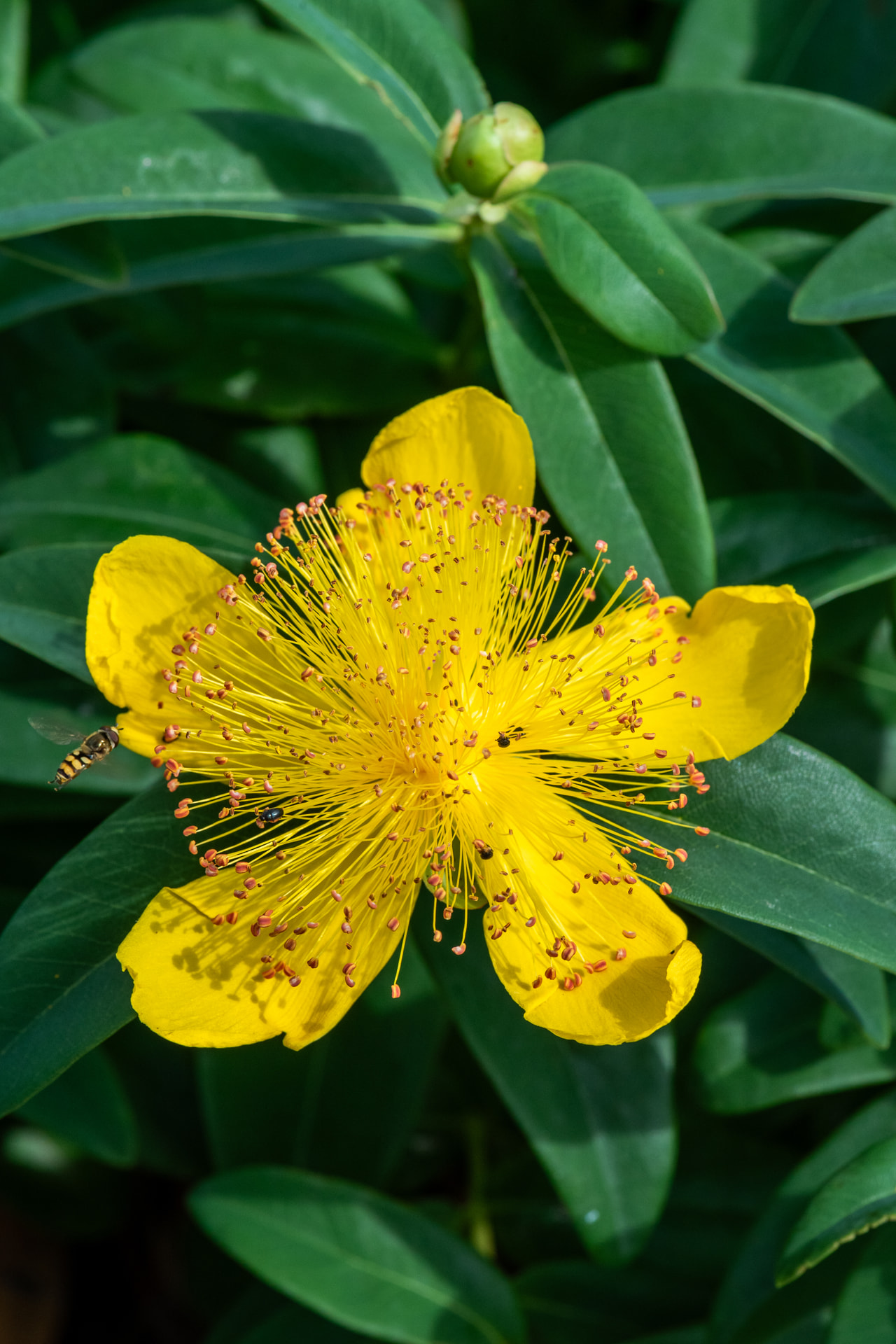 Millepertuis à grandes fleurs, Loukykvět