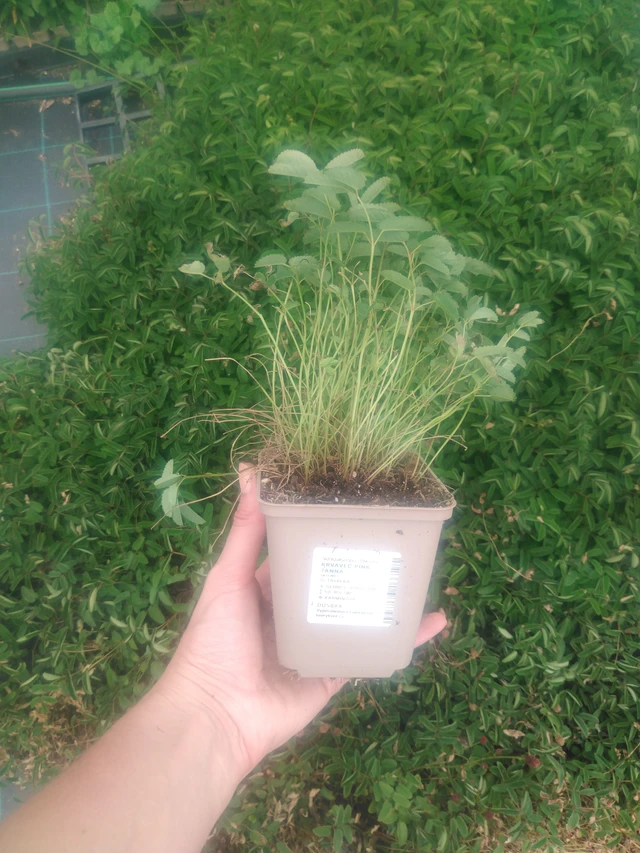 Sanguisorba Pink Tanna - 2024