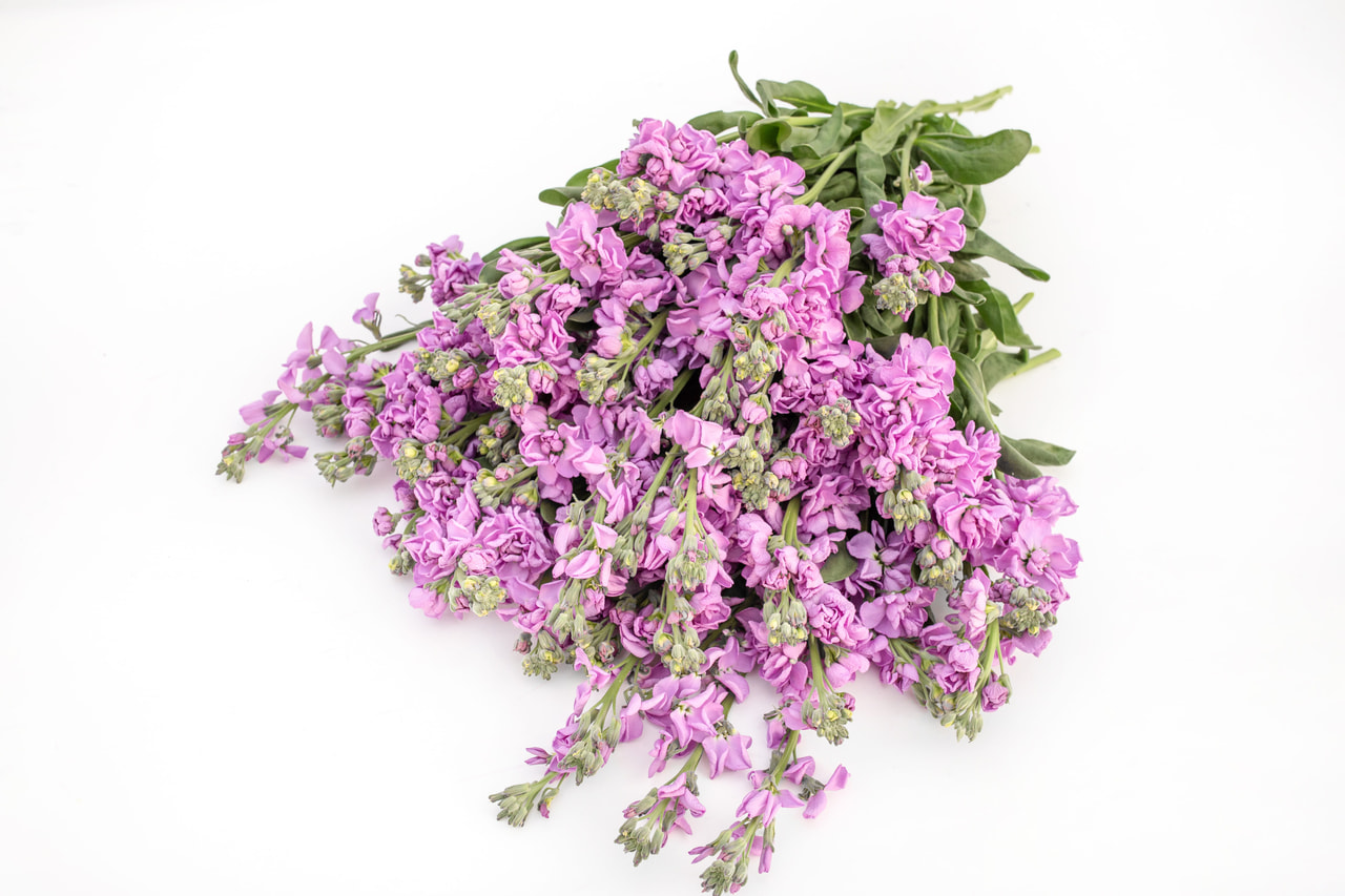 Stock Katz Lavender Blue, Loukykvět