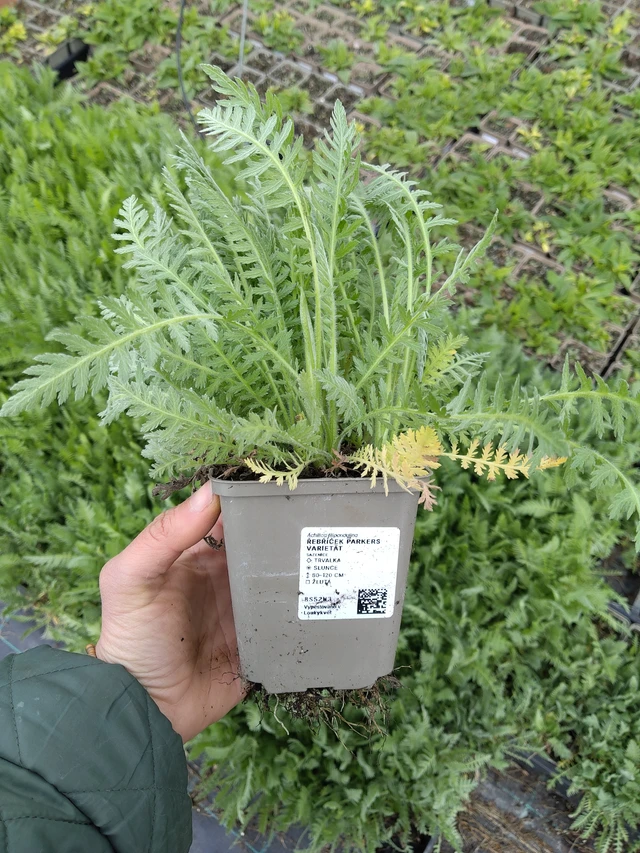 Siankärsämö Parkers Varietät - 21. 4. 2026